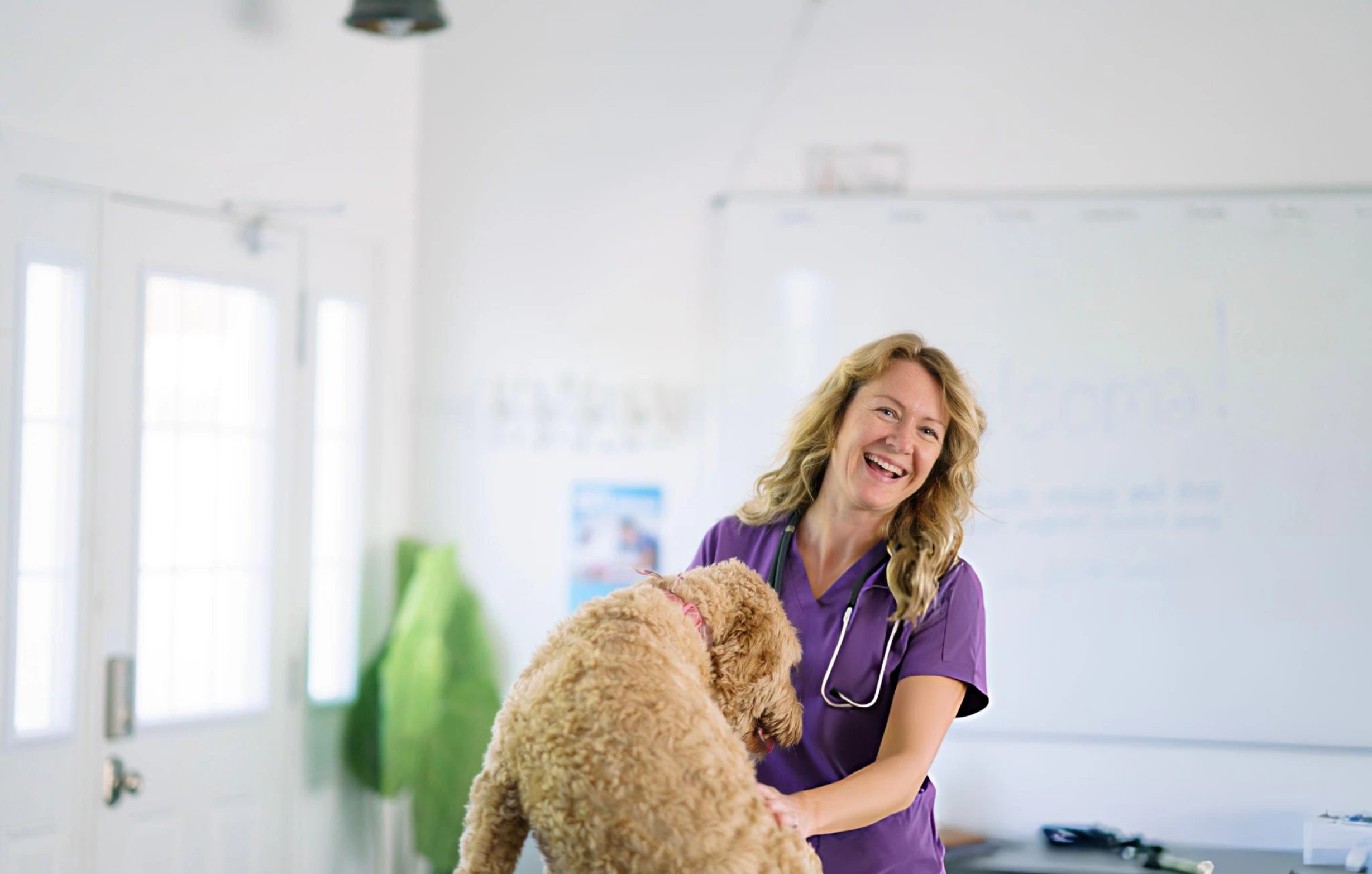 animal hospital marketing